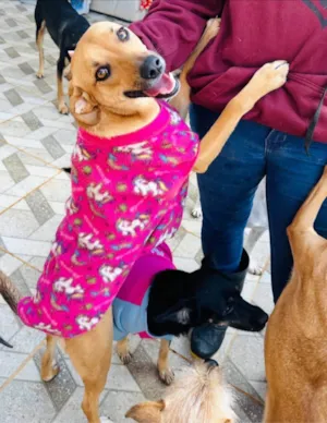 Cachorro raça SRD-ViraLata idade 2 anos nome Nina