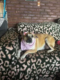 Cachorro raça SRD-ViraLata idade 3 anos nome Melissa 