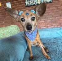 Cachorro raça SRD-ViraLata idade 6 ou mais anos nome Nina