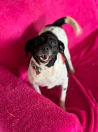 Cachorro raça SRD-ViraLata idade 4 anos nome Fiona 