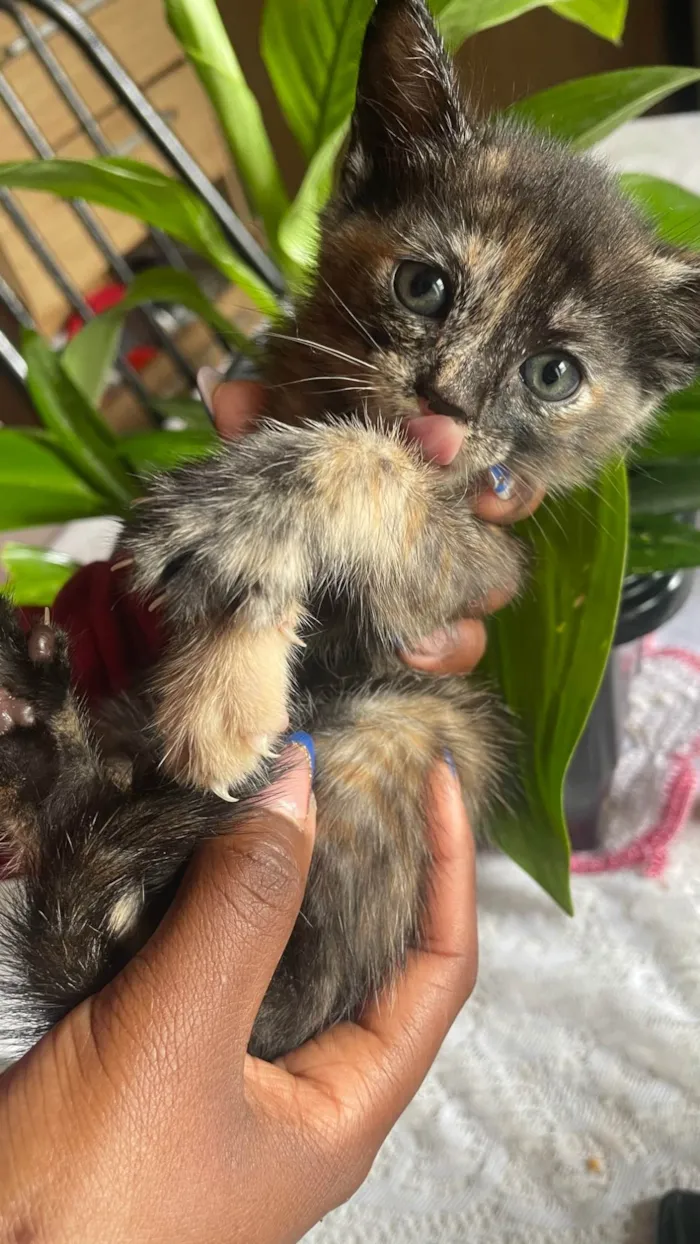 Gato ra a SRD-ViraLata idade 2 a 6 meses nome Princesa