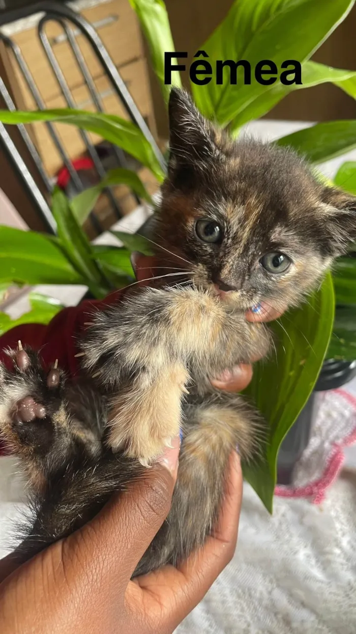 Gato ra a SRD-ViraLata idade 2 a 6 meses nome Princesa