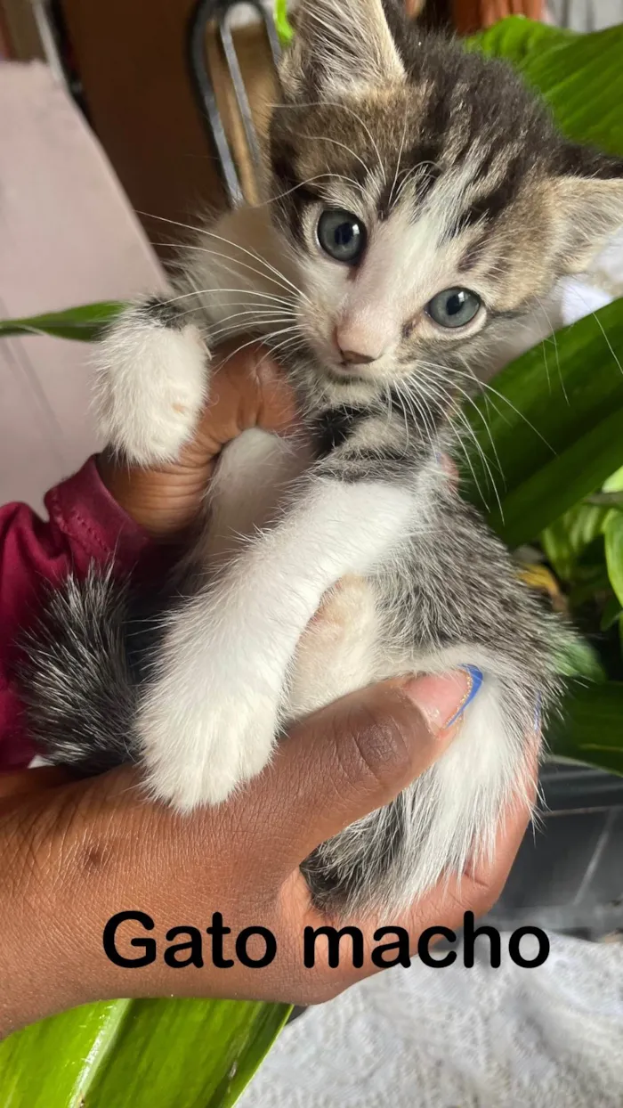 Gato ra a SRD-ViraLata idade 2 a 6 meses nome Princesa