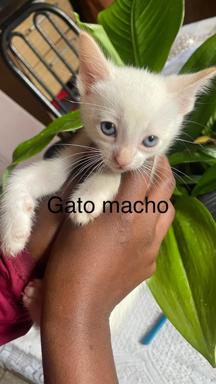 Gato ra a SRD-ViraLata idade 2 a 6 meses nome Princesa