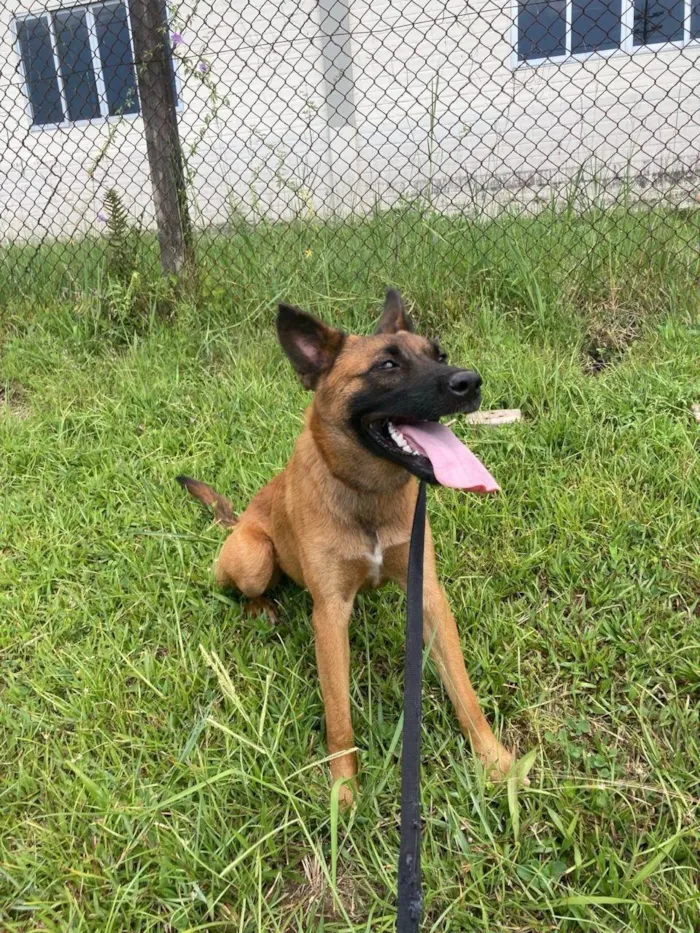 Cachorro ra a Pastor Alemão idade 4 anos nome Catarina