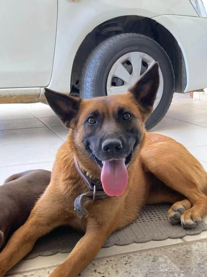 Cachorro ra a Pastor Alemão idade 4 anos nome Catarina