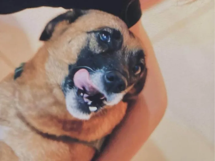 Cachorro ra a Pastor Alemão idade 4 anos nome Catarina