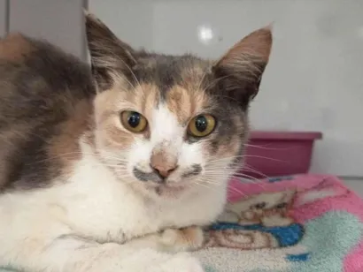 Gato raça SRD-ViraLata idade 3 anos nome Maria Folgaça