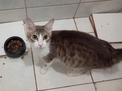 Gato raça Maine Coon idade 7 a 11 meses nome Fiona