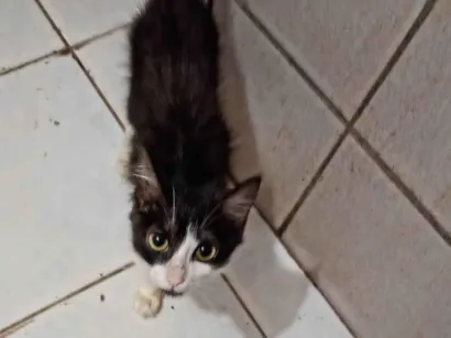 Gato raça Sphynx idade 2 a 6 meses nome Aladim