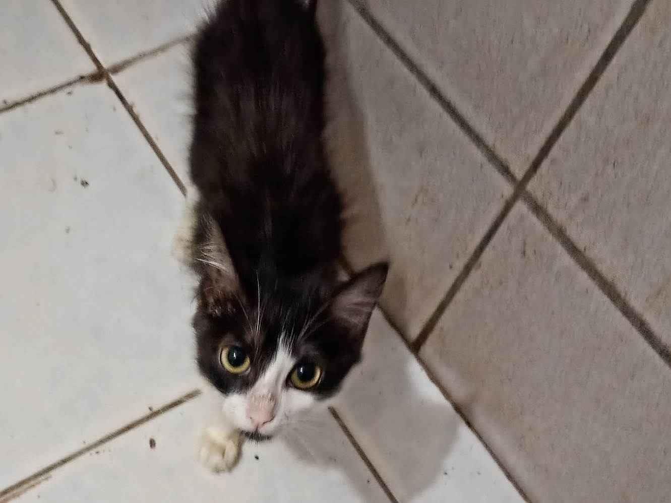 Gato ra a Sphynx idade 2 a 6 meses nome Aladim