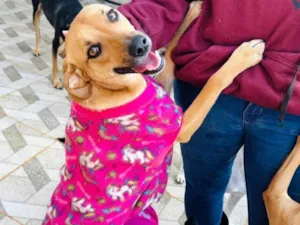 Cachorro ra a SRD-ViraLata idade 2 anos nome Nina
