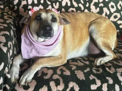 Cachorro raça SRD-ViraLata idade 3 anos nome Melissa 