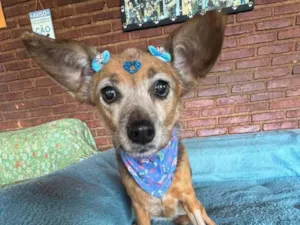 Cachorro ra a SRD-ViraLata idade 6 ou mais anos nome Nina