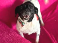 Cachorro ra a SRD-ViraLata idade 4 anos nome Fiona 