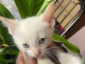 Gato raça SRD-ViraLata idade 2 a 6 meses nome Princesa