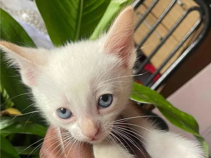 Gato ra a SRD-ViraLata idade 2 a 6 meses nome Princesa