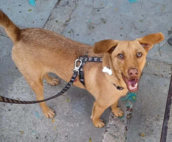 Cachorro ra a SRD-ViraLata idade 1 ano nome Juca