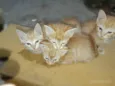 Gatinhos