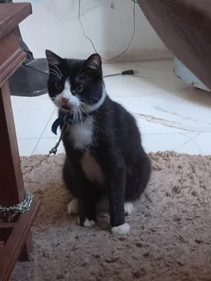 Gato raça SRD-ViraLata idade 7 a 11 meses nome Nino