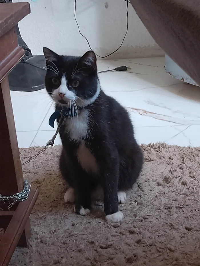 Gato ra a SRD-ViraLata idade 7 a 11 meses nome Nino