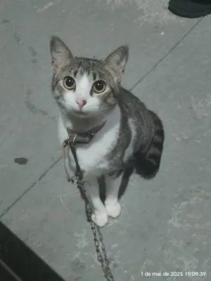 Gato raça SRD-ViraLata idade 3 anos nome Mya