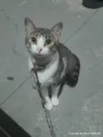 Gato ra a SRD-ViraLata idade 3 anos nome Mya