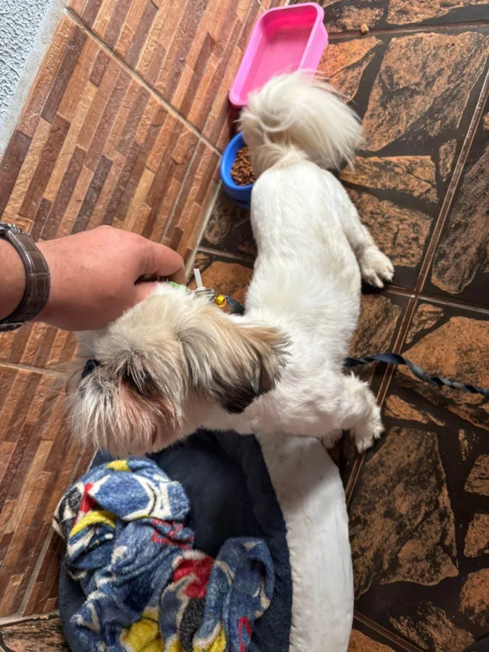 Cachorro ra a Shitzu idade 1 ano nome Dom