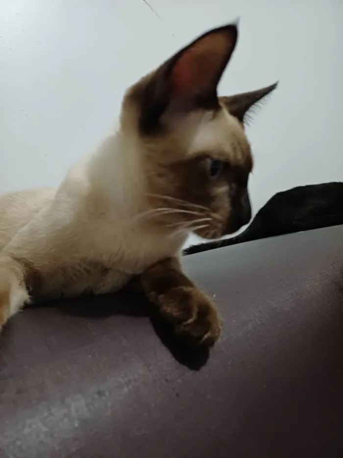 Gato ra a SRD-ViraLata idade 2 a 6 meses nome Samuel 