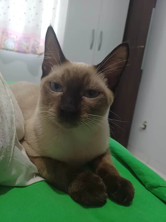 Gato ra a SRD-ViraLata idade 2 a 6 meses nome Samuel 