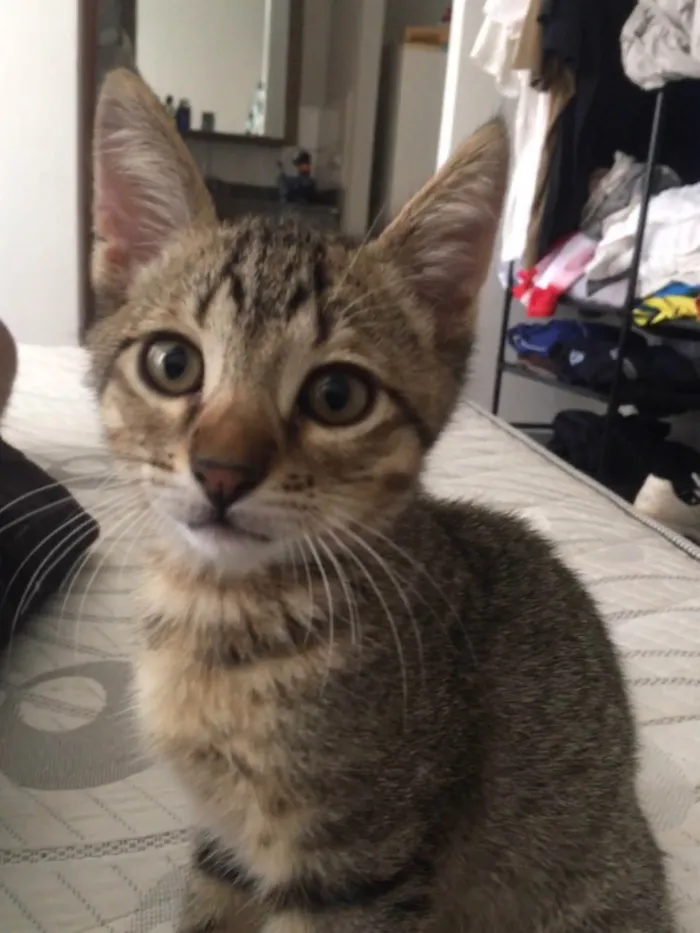 Gato ra a SRD-ViraLata idade 2 a 6 meses nome Sem nome