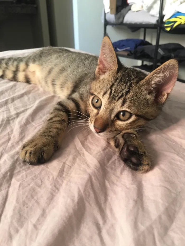 Gato ra a SRD-ViraLata idade 2 a 6 meses nome Sem nome