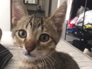 Gato raça SRD-ViraLata idade 2 a 6 meses nome Sem nome