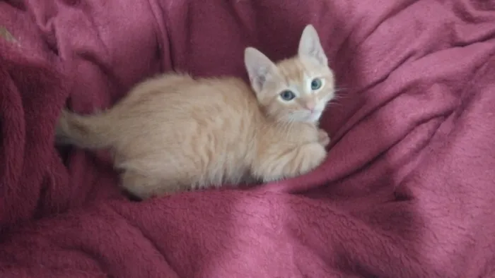 Gato ra a SRD-ViraLata idade 2 a 6 meses nome sem nome