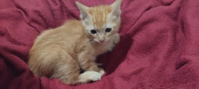 Gato ra a SRD-ViraLata idade 2 a 6 meses nome sem nome