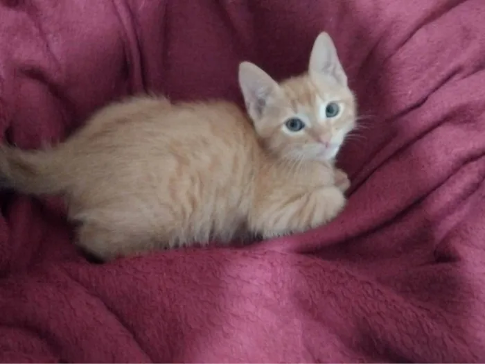 Gato ra a SRD-ViraLata idade 2 a 6 meses nome sem nome