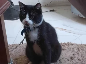 Gato raça SRD-ViraLata idade 7 a 11 meses nome Nino