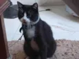 Gato ra a SRD-ViraLata idade 7 a 11 meses nome Nino