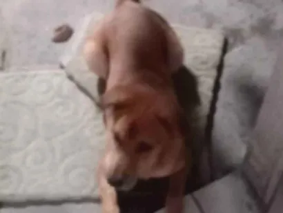 Cachorro raça SRD-ViraLata idade 7 a 11 meses nome Bob