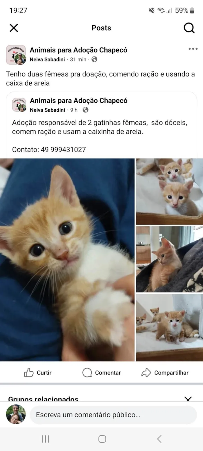 Gato ra a SRD-ViraLata idade Abaixo de 2 meses nome Mel