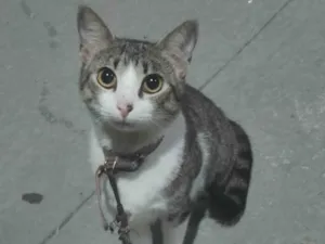 Gato raça SRD-ViraLata idade 3 anos nome Mya