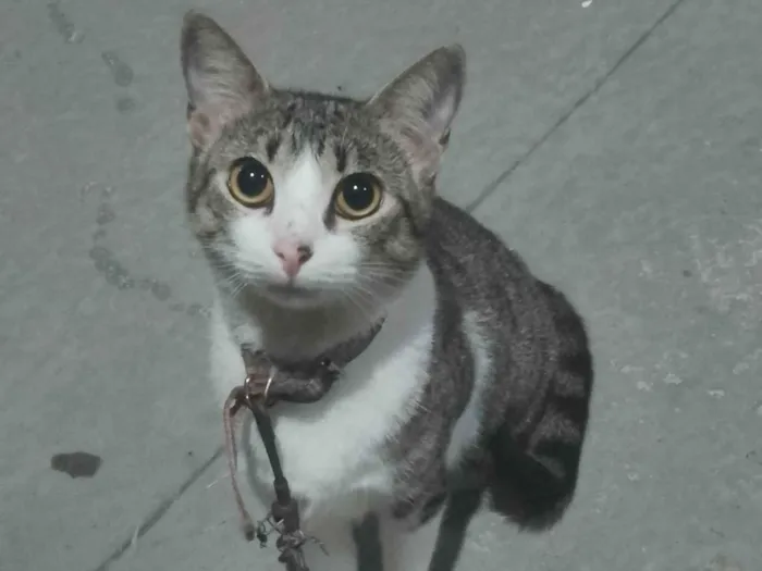 Gato ra a SRD-ViraLata idade 3 anos nome Mya