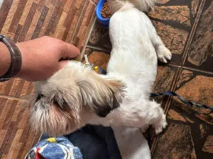Cachorro raça Shitzu idade 1 ano nome Dom