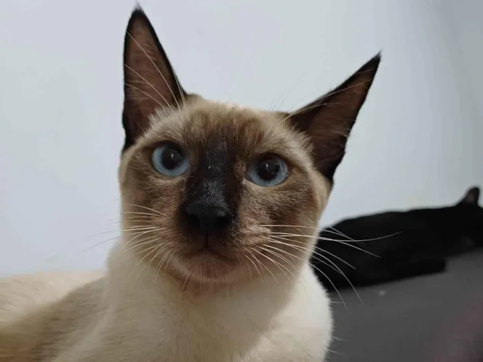 Gato ra a SRD-ViraLata idade 2 a 6 meses nome Samuel 