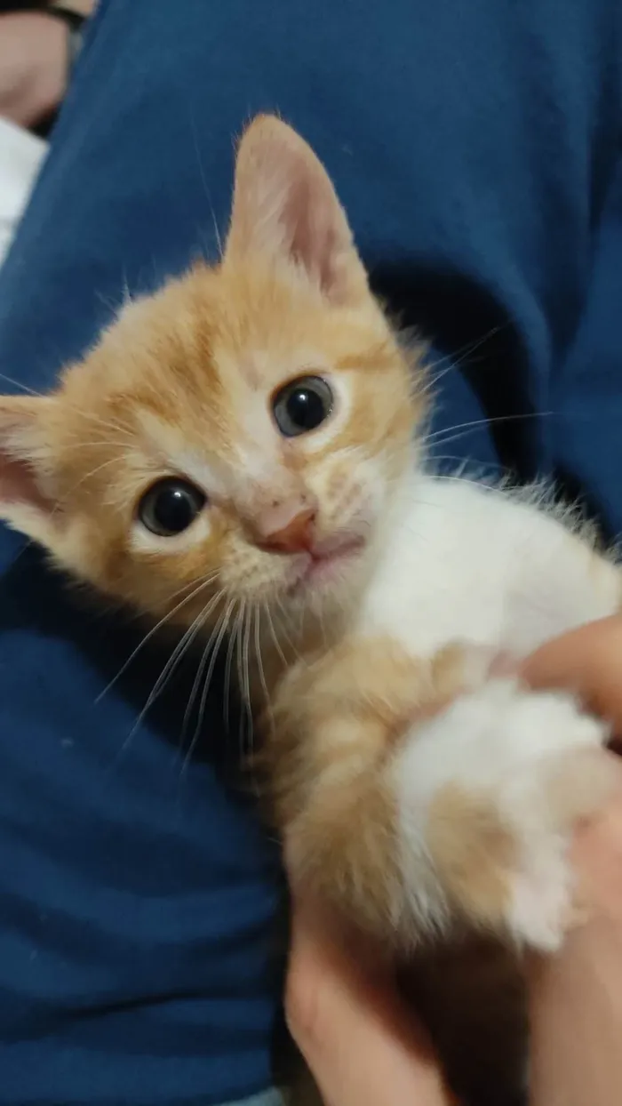 Gato ra a SRD-ViraLata idade Abaixo de 2 meses nome Mel