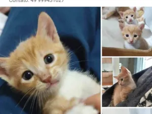 Gato raça SRD-ViraLata idade Abaixo de 2 meses nome Mel