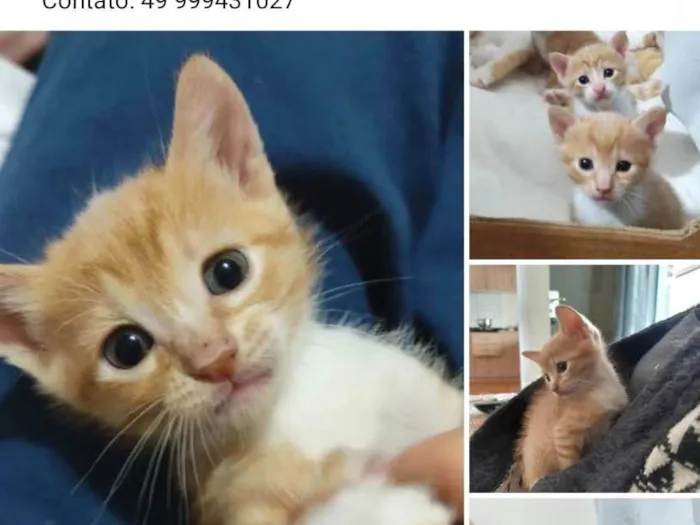 Gato ra a SRD-ViraLata idade Abaixo de 2 meses nome Mel