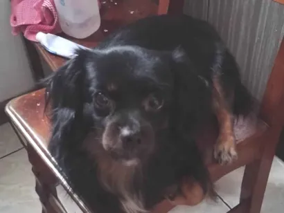 Cachorro raça SRD-ViraLata idade 6 ou mais anos nome Luki