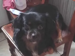 Cachorro ra a SRD-ViraLata idade 6 ou mais anos nome Luki