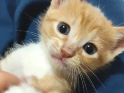 Gato raça SRD-ViraLata idade Abaixo de 2 meses nome Mel